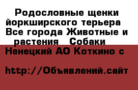 Родословные щенки йоркширского терьера - Все города Животные и растения » Собаки   . Ненецкий АО,Коткино с.